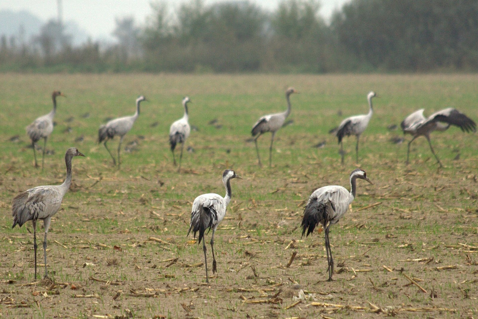 Seen on our last weekend trip to Rheinsberg north of Berlin, Germany. Certainly a rare spectacle to see so many of them on the ground jus…